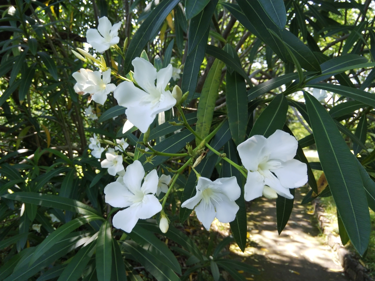 f:id:minoru_sakai2708:20200618092812j:plain