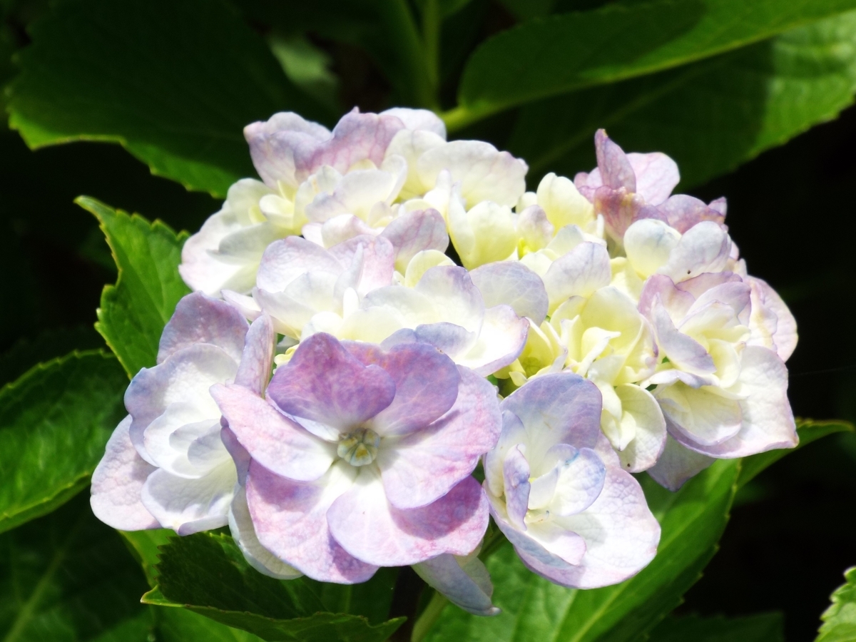 f:id:minoru_sakai2708:20200621154115j:plain