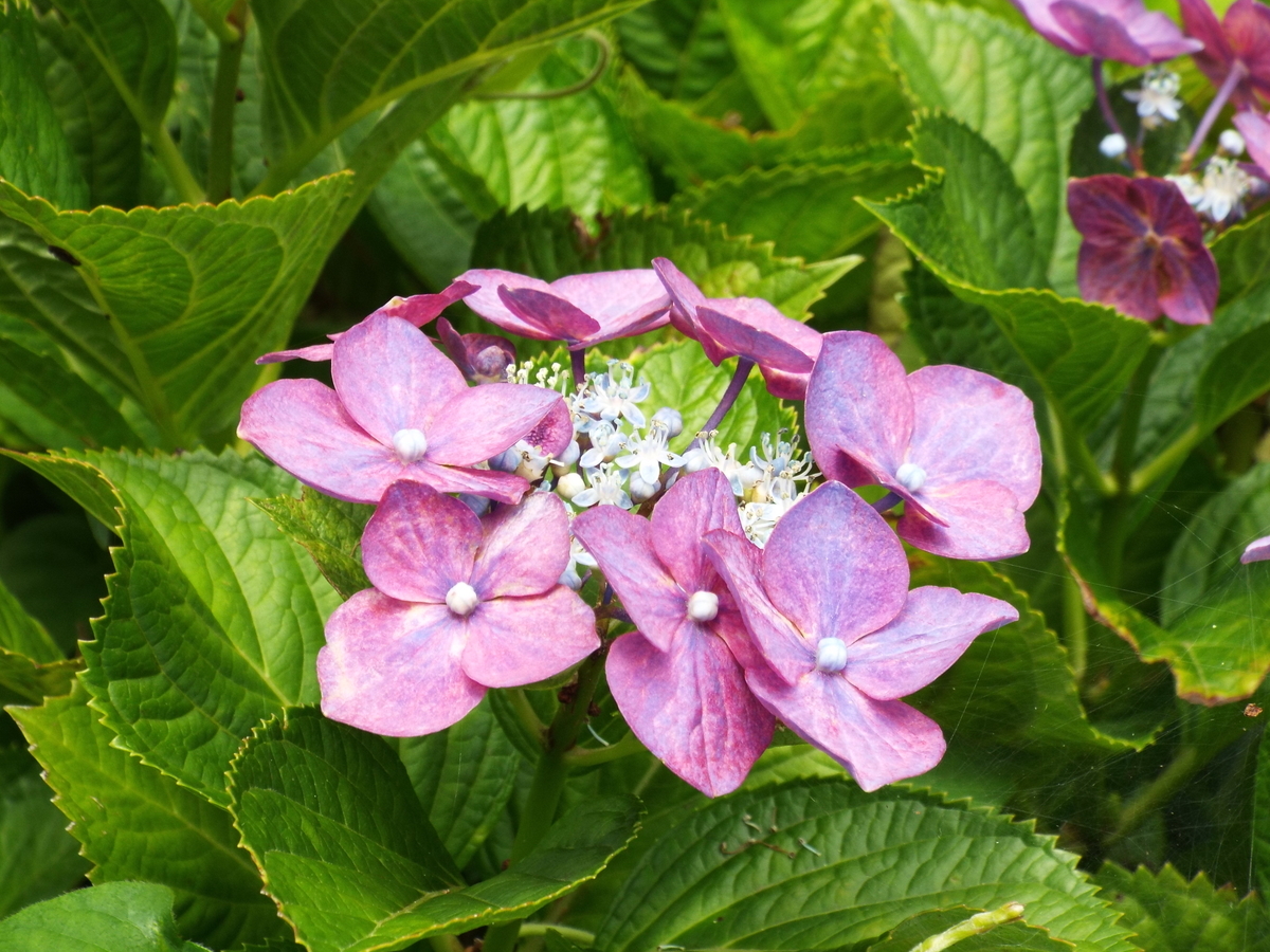 f:id:minoru_sakai2708:20200621154212j:plain