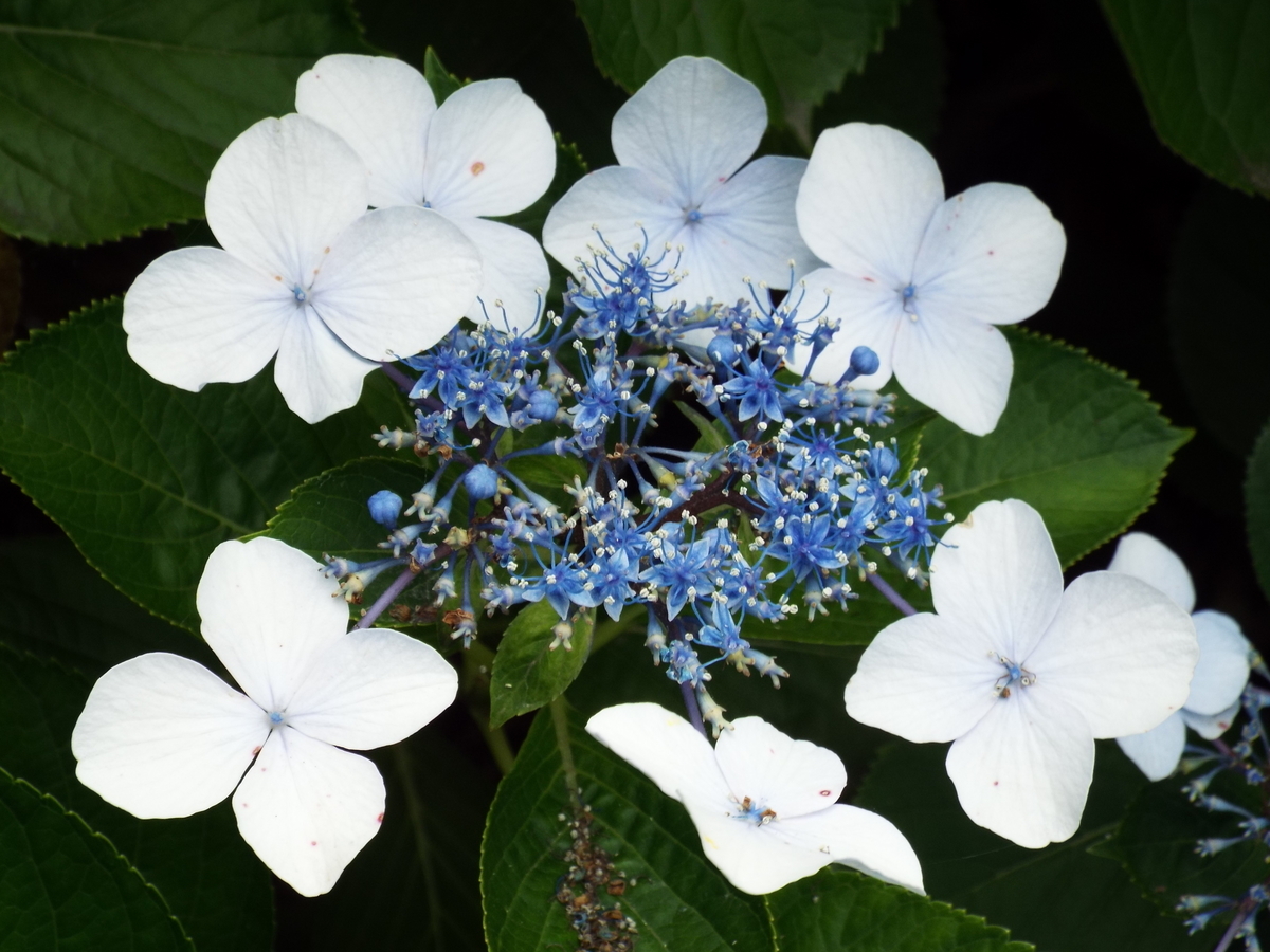 f:id:minoru_sakai2708:20200621154850j:plain