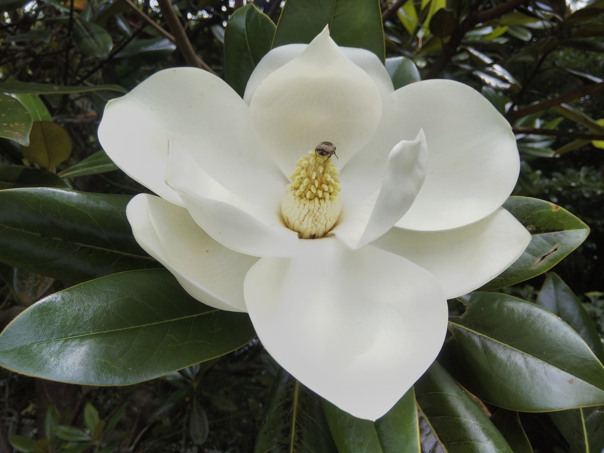 f:id:minoru_sakai2708:20200624184023j:plain