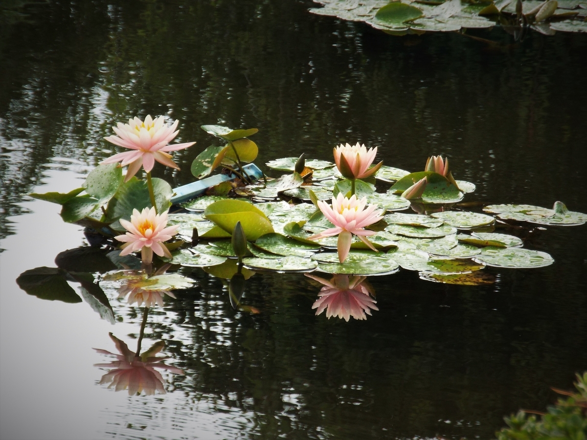 f:id:minoru_sakai2708:20200709141744j:plain
