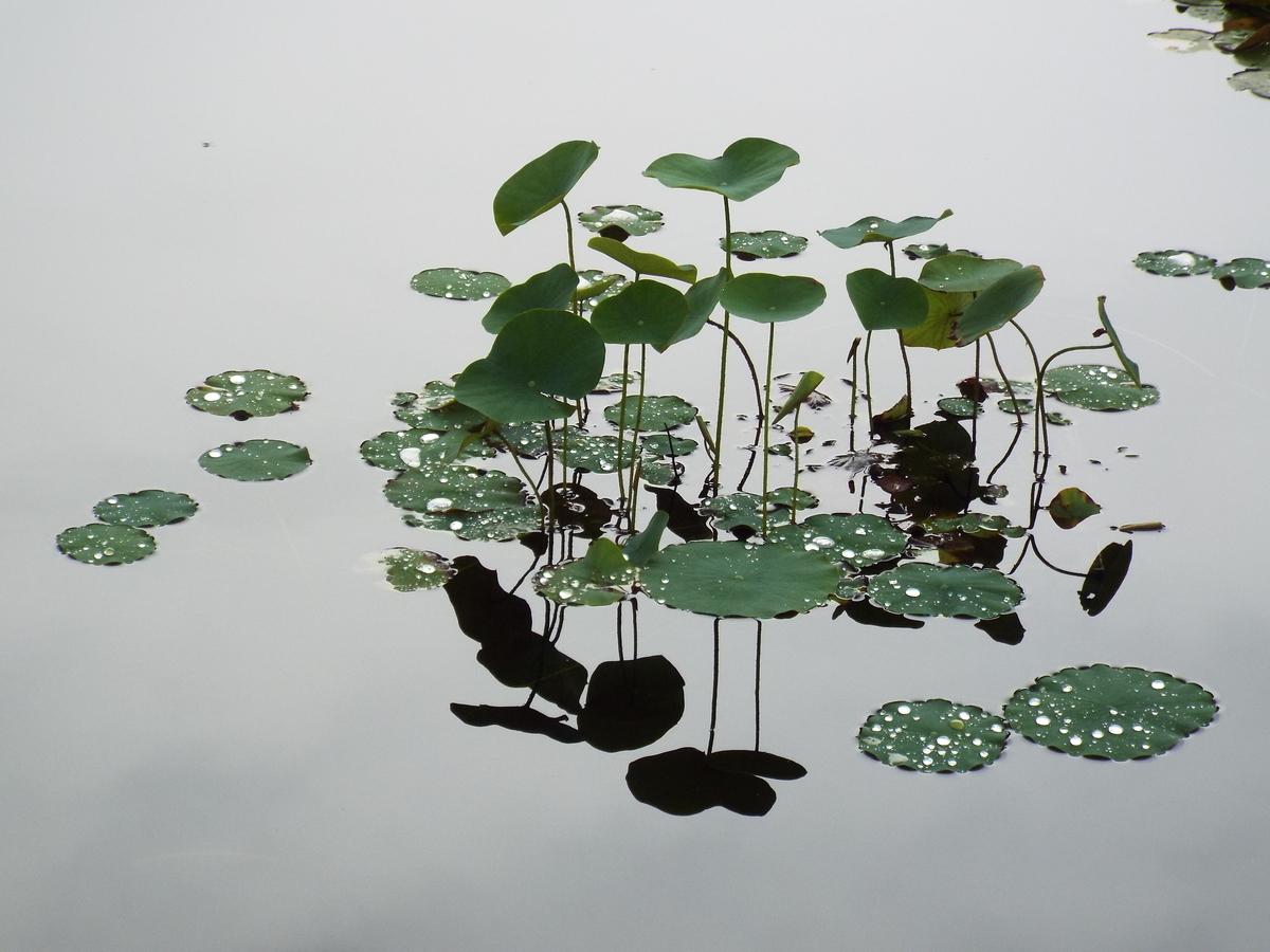 f:id:minoru_sakai2708:20200709142008j:plain
