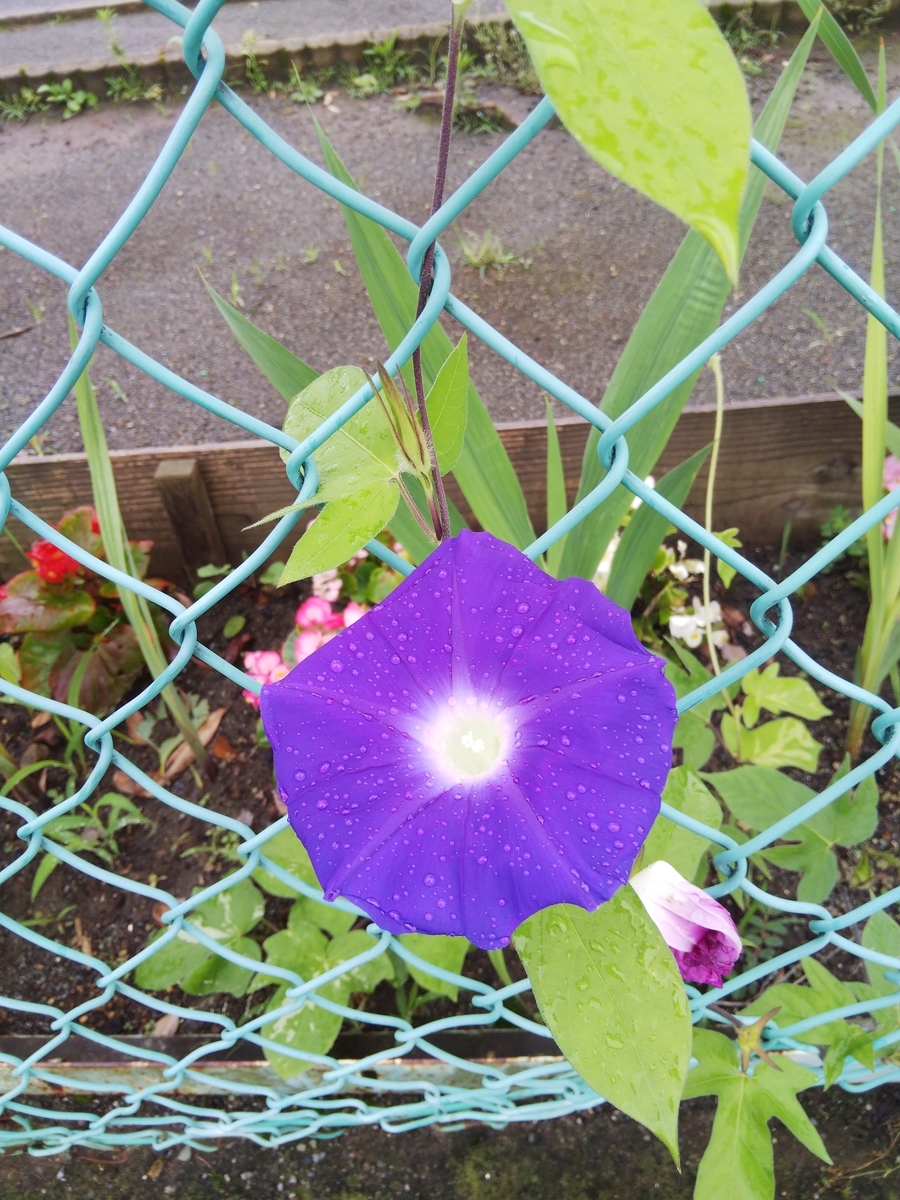 f:id:minoru_sakai2708:20200713084927j:plain