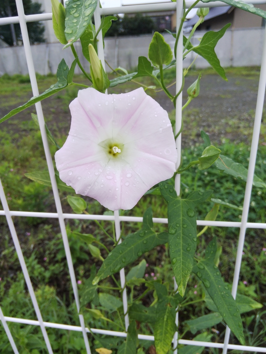 f:id:minoru_sakai2708:20200713085052j:plain