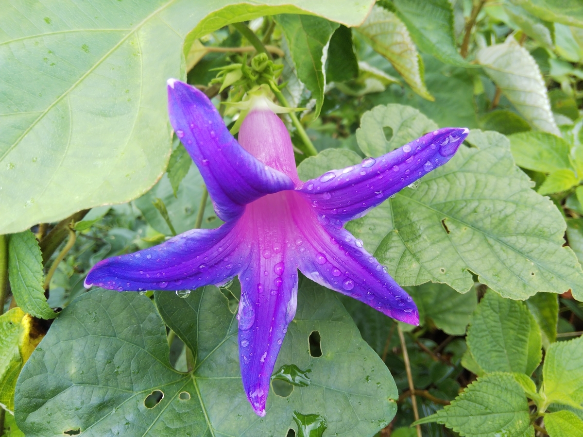 f:id:minoru_sakai2708:20200714214509j:plain