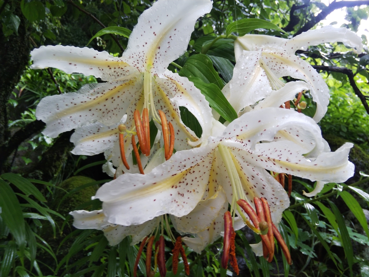 f:id:minoru_sakai2708:20200714215247j:plain