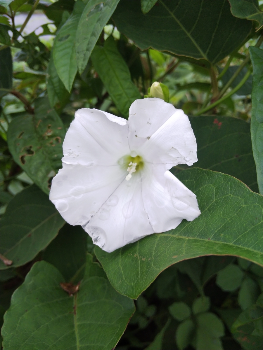 f:id:minoru_sakai2708:20200718214119j:plain