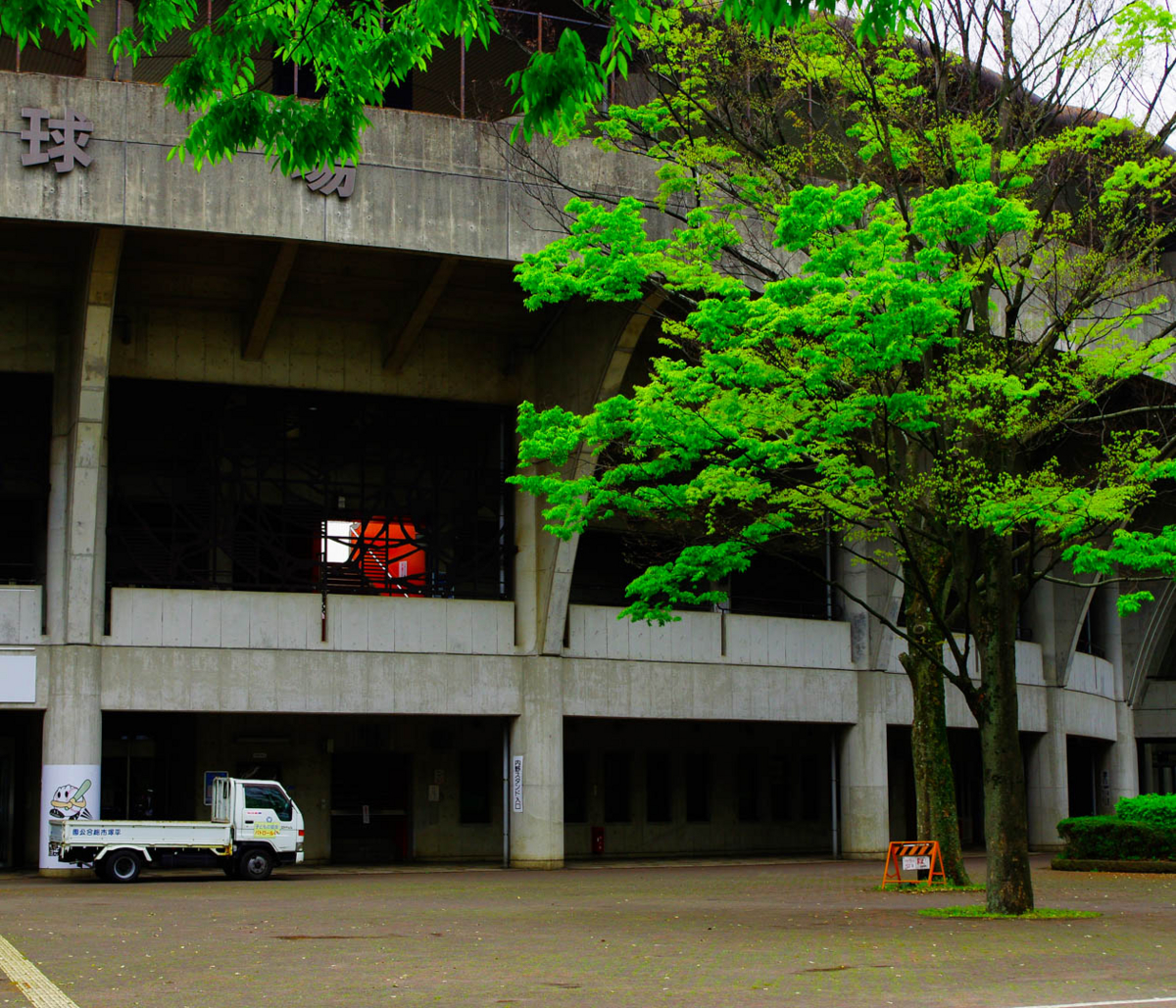 ヤマブキとカンザンと平塚市総合公園 ヤマブキとカンザンと平塚市総合公園