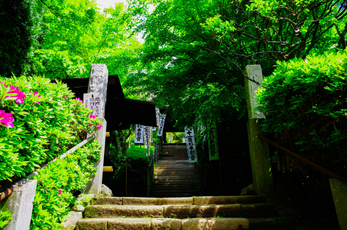 杉本寺と春。第一番札所。 杉本寺と春。第一番札所。