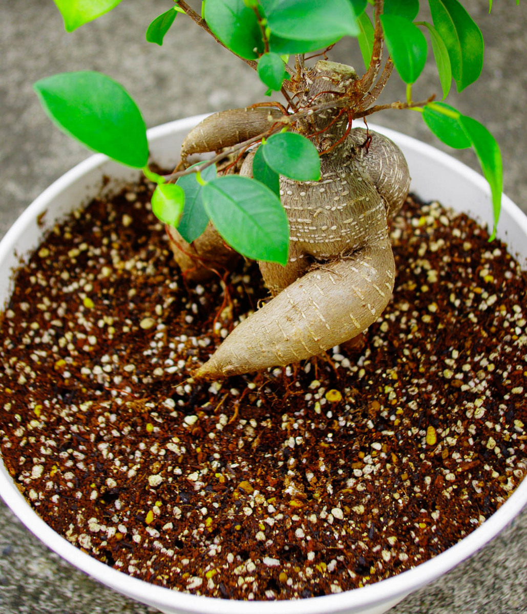 ガジュマルを植え替えたら成長が再開した!注意点とコツを伝授する。 ガジュマルを植え替えたら成長が再開した!注意点とコツを伝授する。