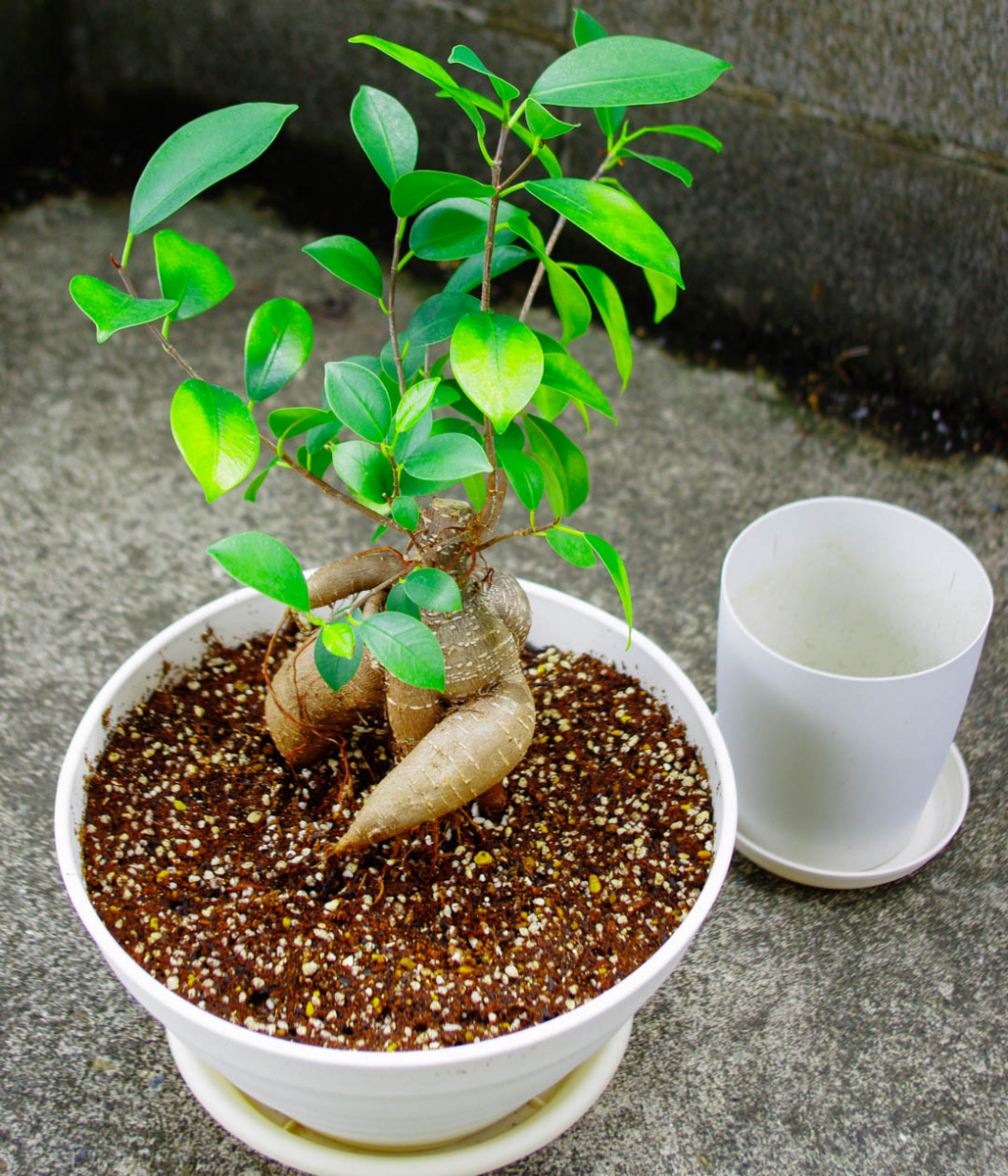 ガジュマルを植え替えたら成長が再開した!注意点とコツを伝授する。 ガジュマルを植え替えたら成長が再開した!注意点とコツを伝授する。