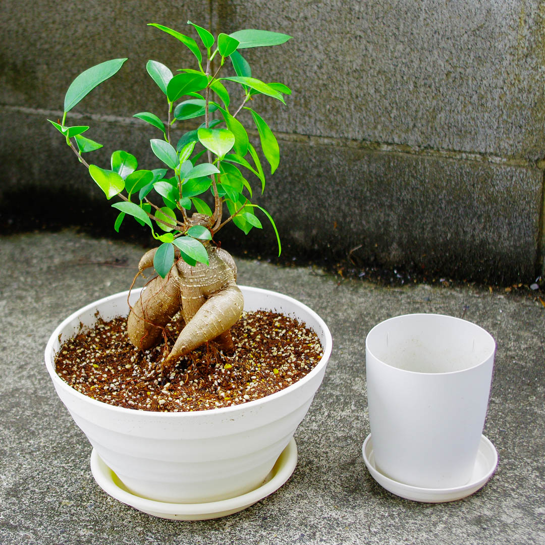 ガジュマルを植え替えたら成長が再開した!注意点とコツを伝授する。 ガジュマルを植え替えたら成長が再開した!注意点とコツを伝授する。