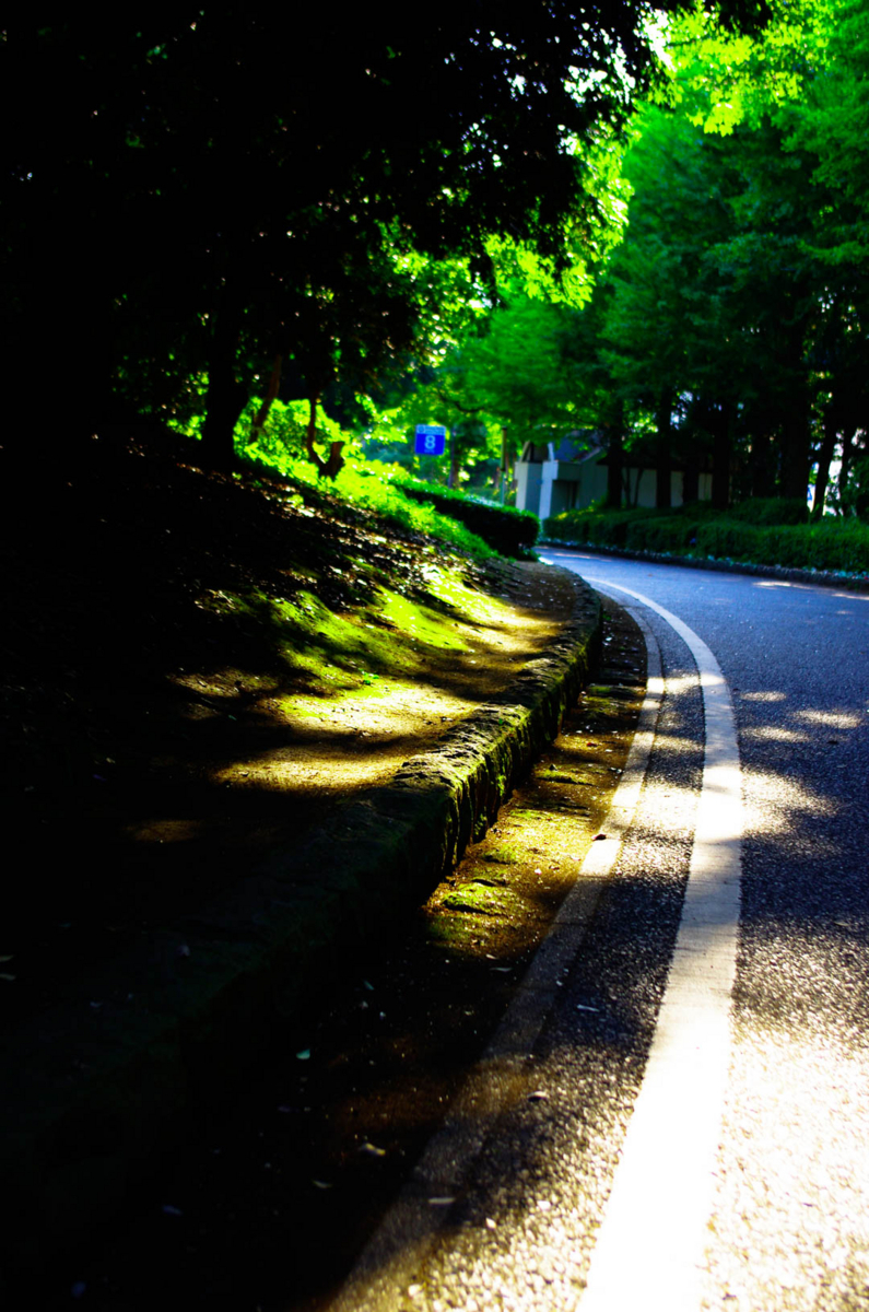 平塚市とアジサイを(ポタリング6月と街角の自然) 平塚市とアジサイを(ポタリング6月と街角の自然)
