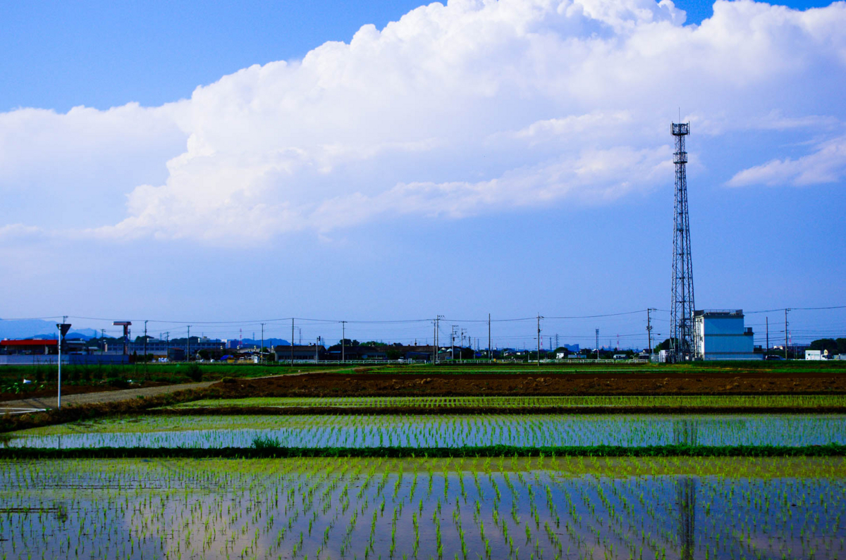 平塚市(豊田)らへんの田園風景(水田を渡る風が気持ちいいよん) 平塚市(豊田)らへんの田園風景(水田を渡る風が気持ちいいよん)