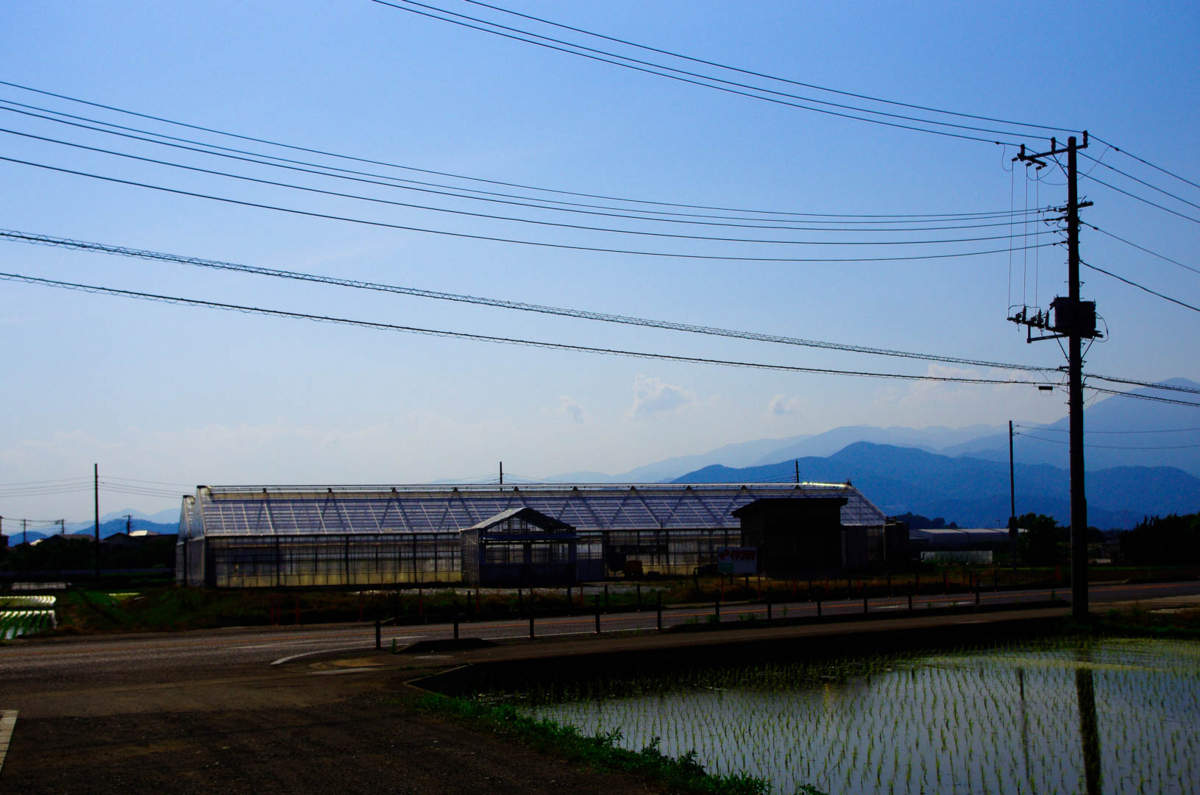 平塚市(豊田)らへんの田園風景(水田を渡る風が気持ちいいよん) 平塚市(豊田)らへんの田園風景(水田を渡る風が気持ちいいよん)