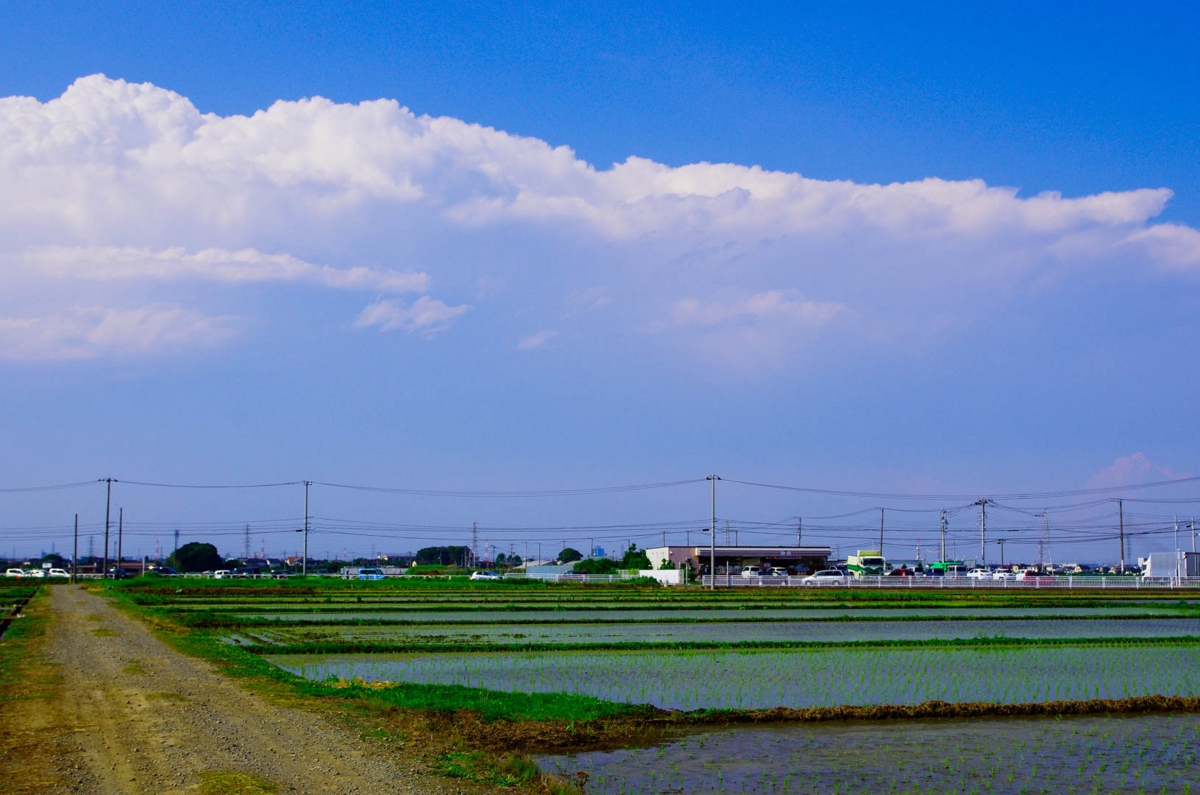 平塚市(豊田)らへんの田園風景(水田を渡る風が気持ちいいよん) 平塚市(豊田)らへんの田園風景(水田を渡る風が気持ちいいよん)