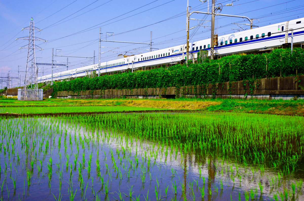 平塚市(豊田)らへんの田園風景(水田を渡る風が気持ちいいよん) 平塚市(豊田)らへんの田園風景(水田を渡る風が気持ちいいよん)