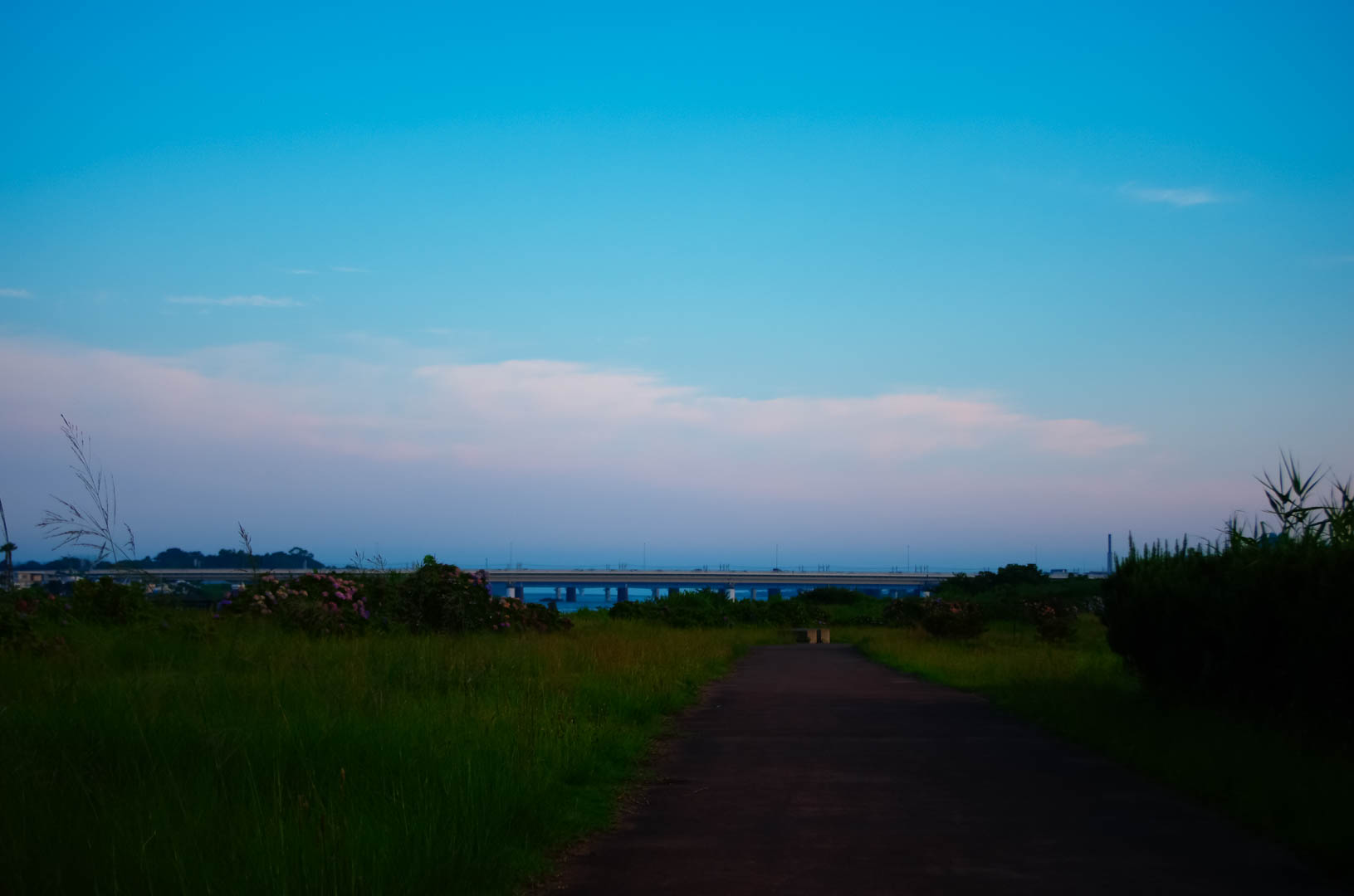 紫陽花(あじさい)は白黒(モノクロ)で現像(あそび)したい 紫陽花(あじさい)は白黒(モノクロ)で現像(あそび)したい