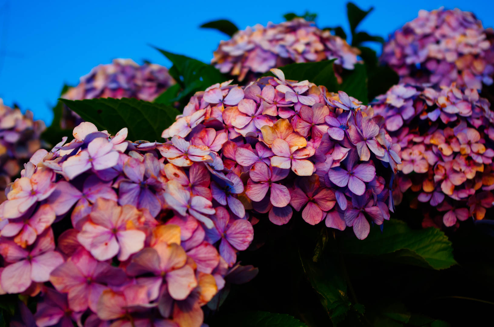 紫陽花(あじさい)は白黒(モノクロ)で現像(あそび)したい 紫陽花(あじさい)は白黒(モノクロ)で現像(あそび)したい