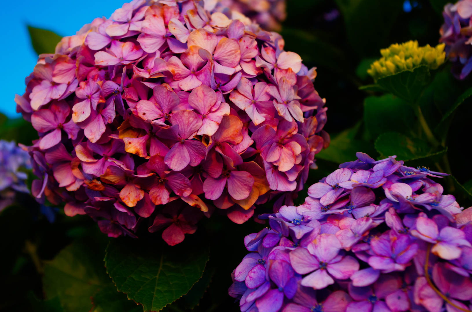 紫陽花(あじさい)は白黒(モノクロ)で現像(あそび)したい 紫陽花(あじさい)は白黒(モノクロ)で現像(あそび)したい