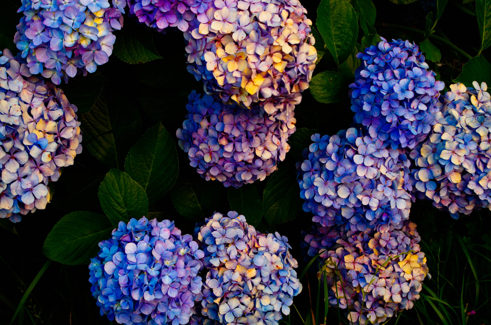 紫陽花(あじさい)は白黒(モノクロ)で現像(あそび)したい 紫陽花(あじさい)は白黒(モノクロ)で現像(あそび)したい