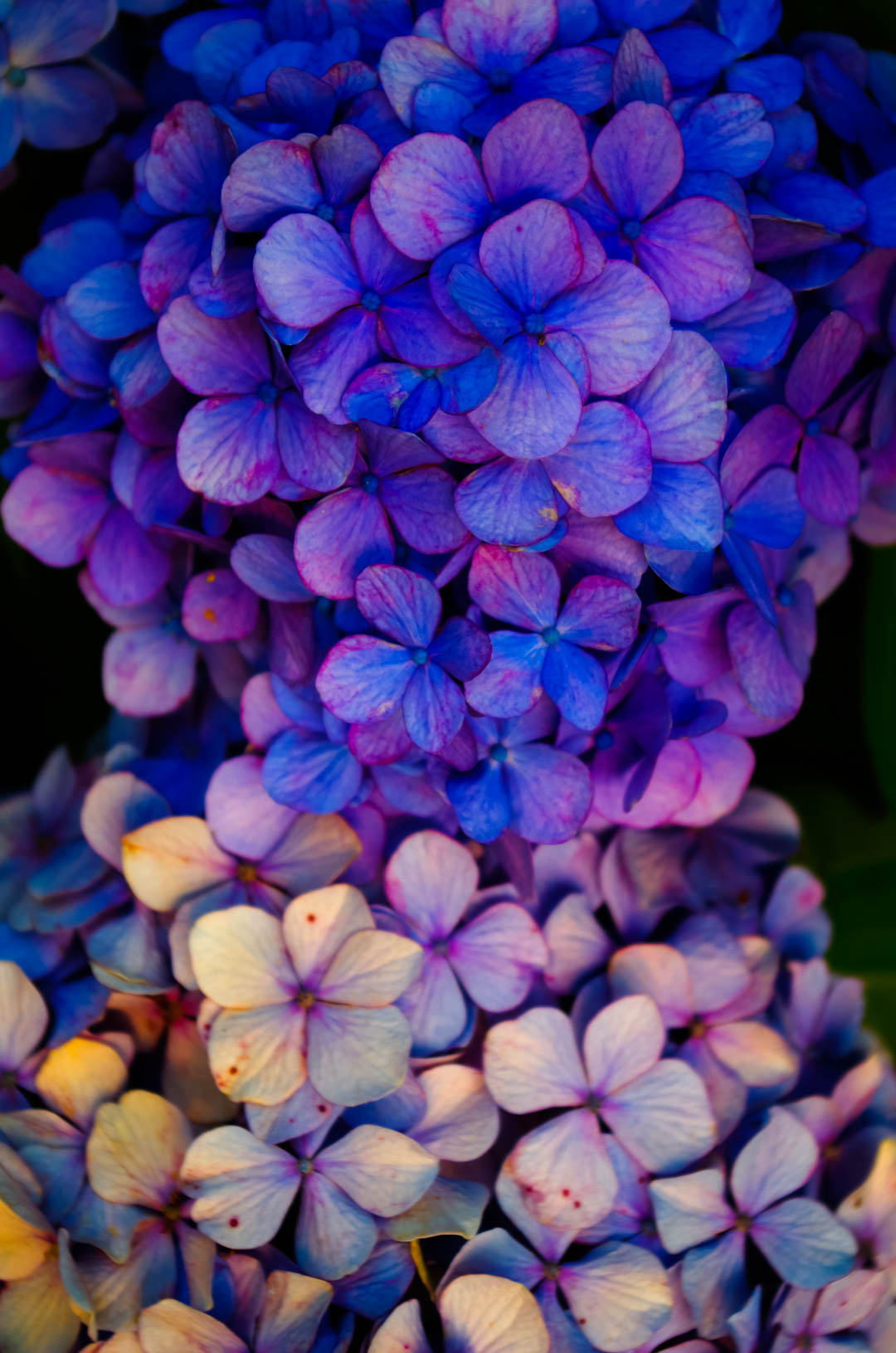 紫陽花(あじさい)は白黒(モノクロ)で現像(あそび)したい 紫陽花(あじさい)は白黒(モノクロ)で現像(あそび)したい