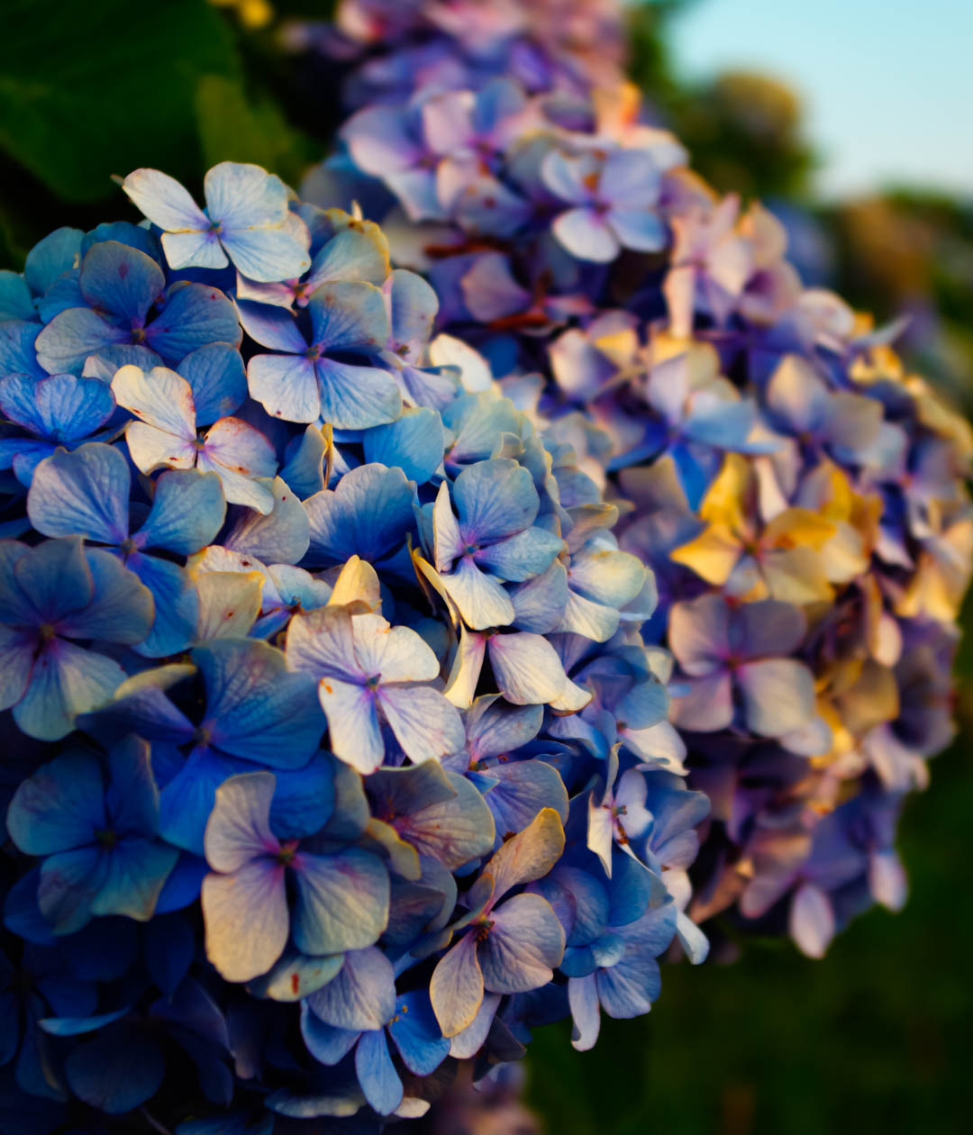 紫陽花(あじさい)は白黒(モノクロ)で現像(あそび)したい 紫陽花(あじさい)は白黒(モノクロ)で現像(あそび)したい