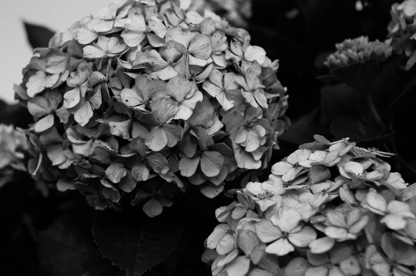 紫陽花(あじさい)は白黒(モノクロ)で現像(あそび)したい 紫陽花(あじさい)は白黒(モノクロ)で現像(あそび)したい