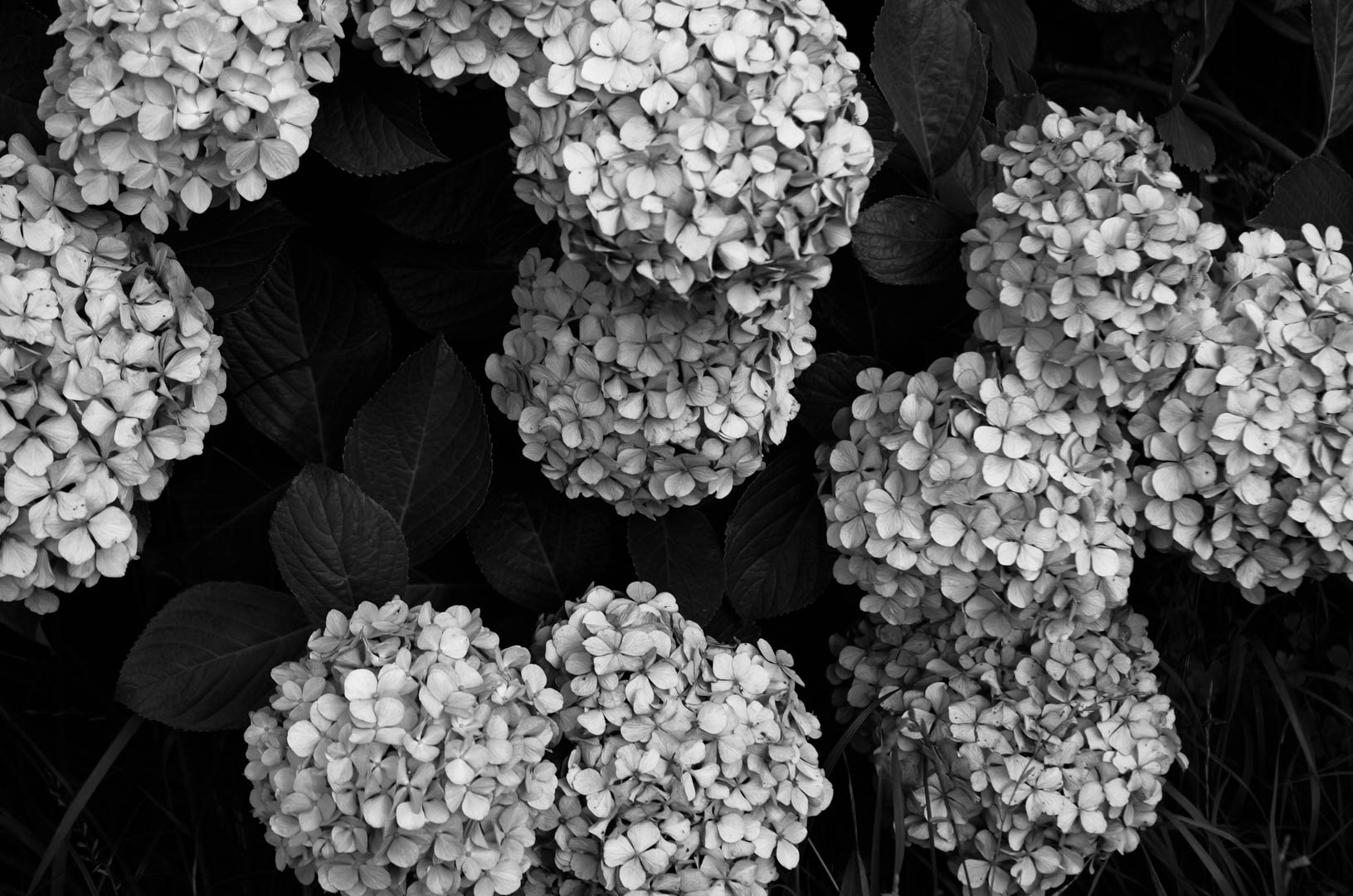 紫陽花(あじさい)は白黒(モノクロ)で現像(あそび)したい 紫陽花(あじさい)は白黒(モノクロ)で現像(あそび)したい
