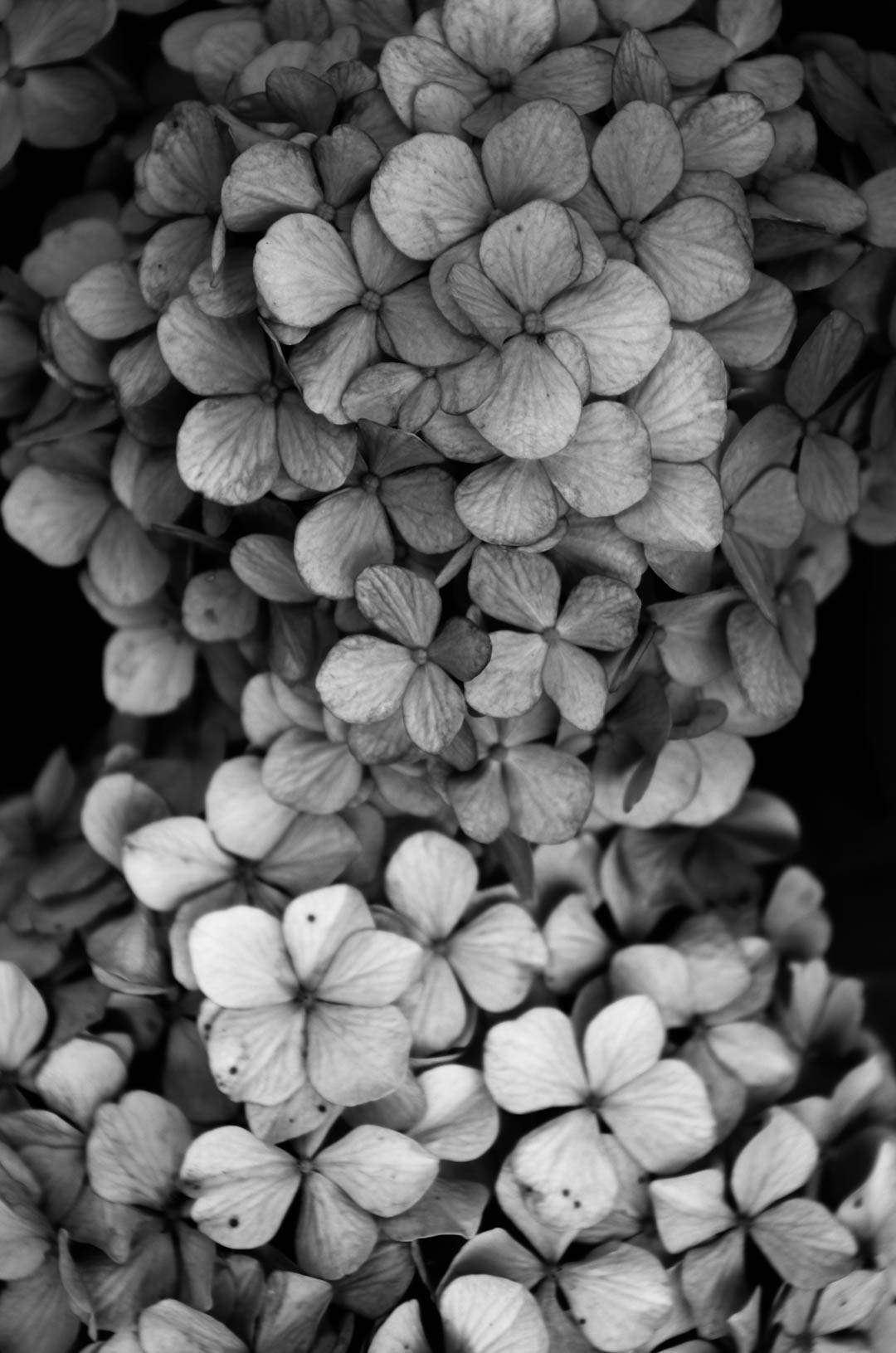 紫陽花(あじさい)は白黒(モノクロ)で現像(あそび)したい 紫陽花(あじさい)は白黒(モノクロ)で現像(あそび)したい
