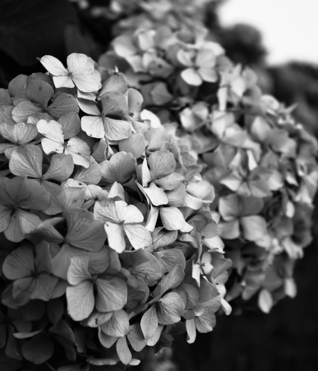 紫陽花(あじさい)は白黒(モノクロ)で現像(あそび)したい 紫陽花(あじさい)は白黒(モノクロ)で現像(あそび)したい