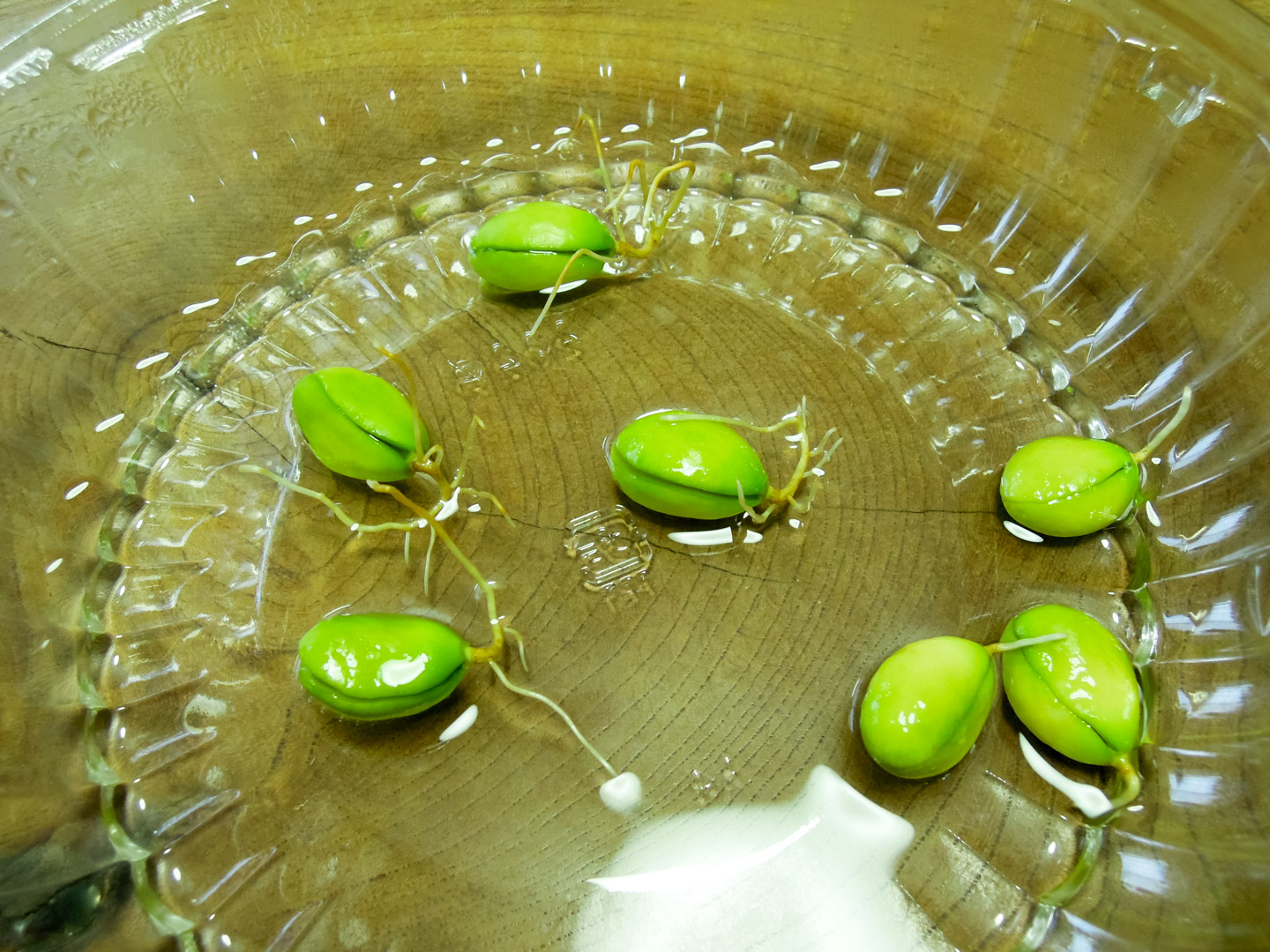 びわの種が発芽した(水耕栽培) びわの種が発芽した(水耕栽培)