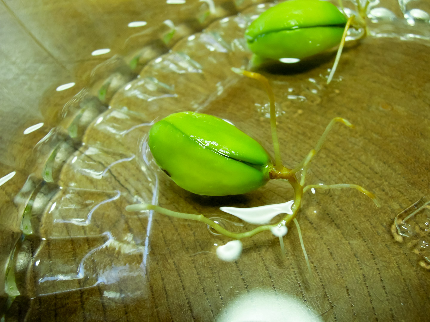 びわの種が発芽した(水耕栽培) びわの種が発芽した(水耕栽培)