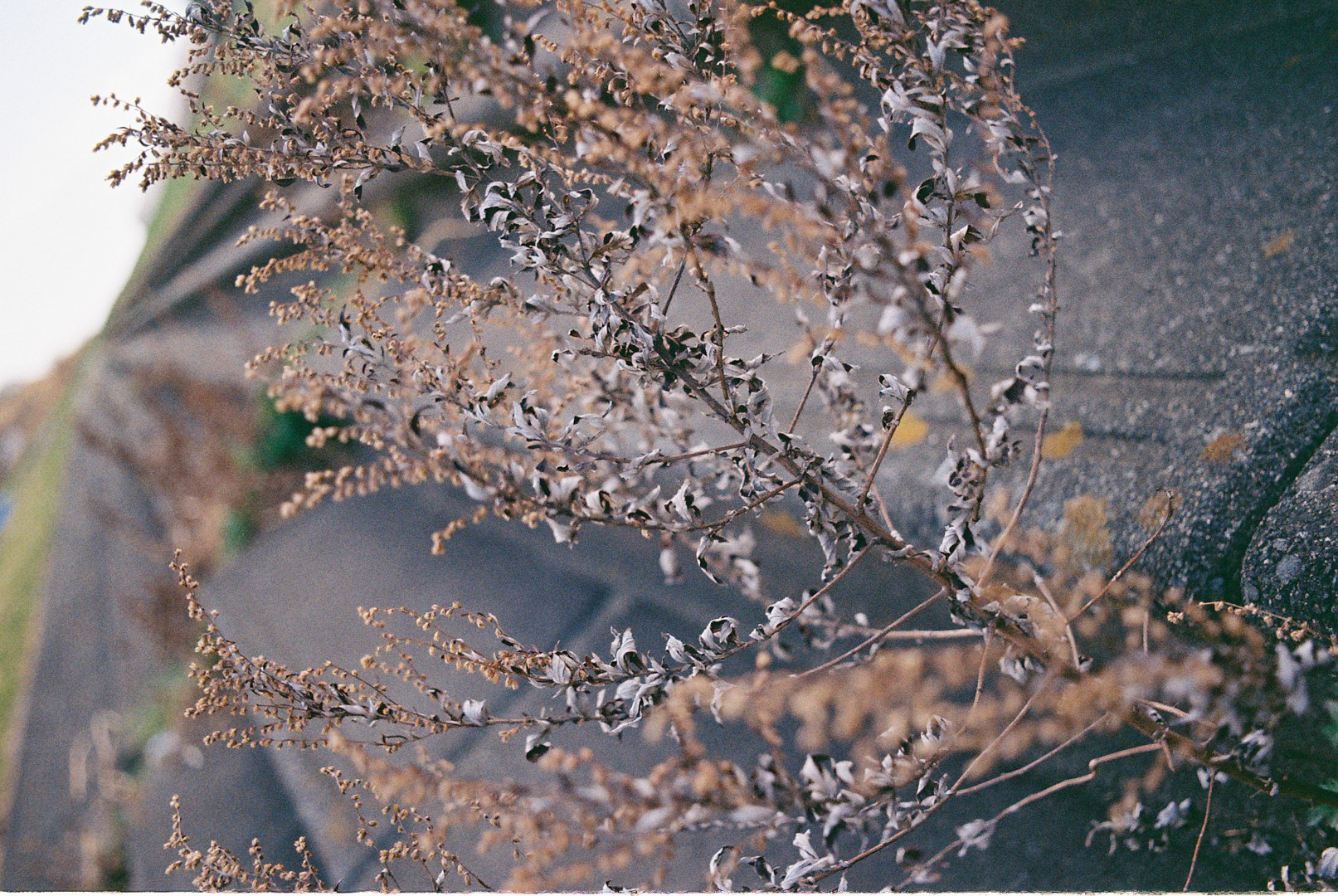SMC TAKUMAR 35mm F3.5 SMC TAKUMAR 35mm F3.5