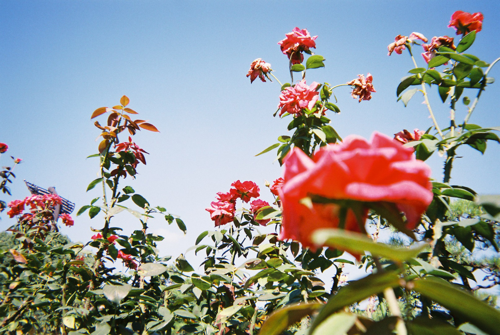 写ルンです『撮り方のコツ』 写ルンです『撮り方のコツ』