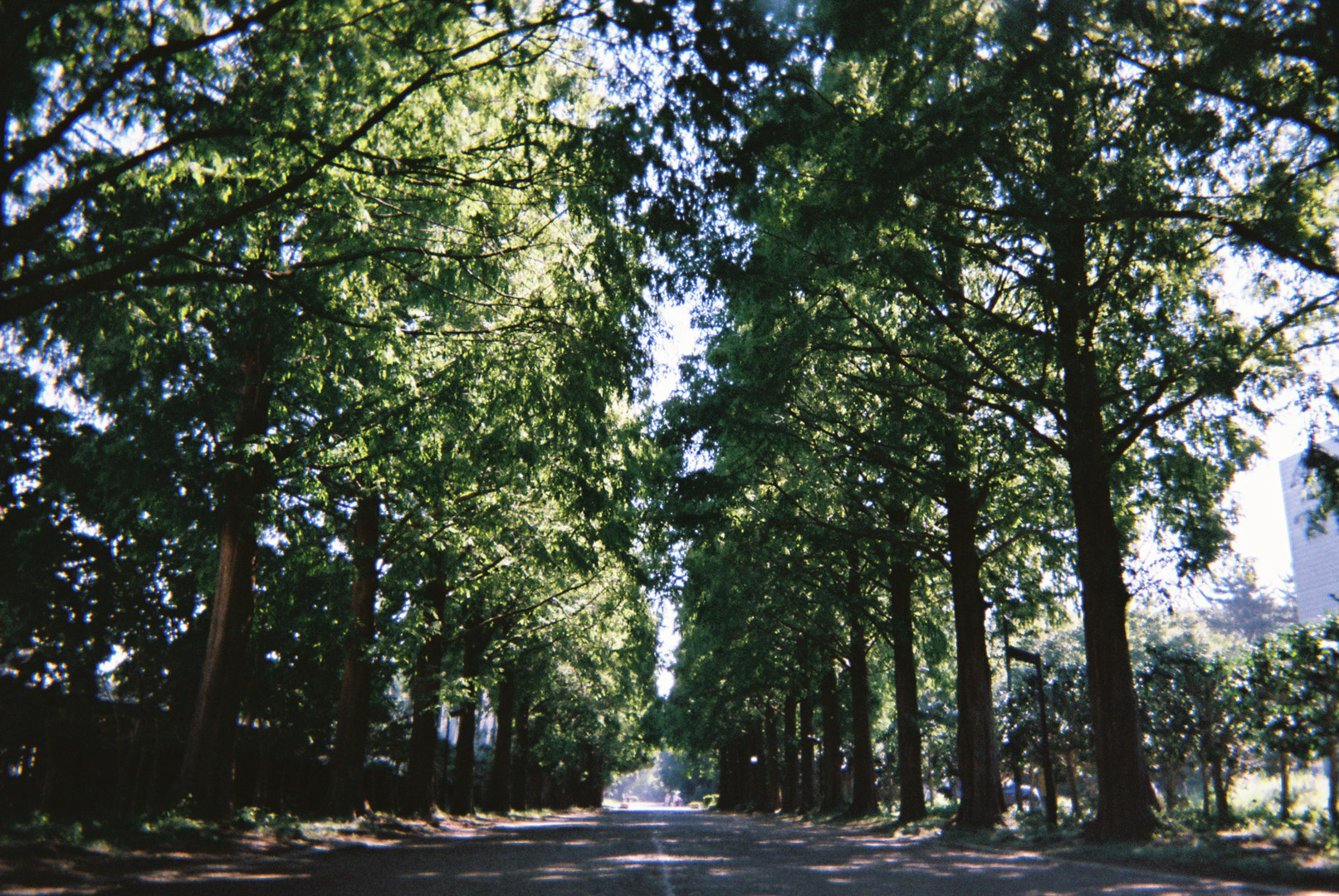 写ルンです『葉っぱの陰』 写ルンです『葉っぱの陰』