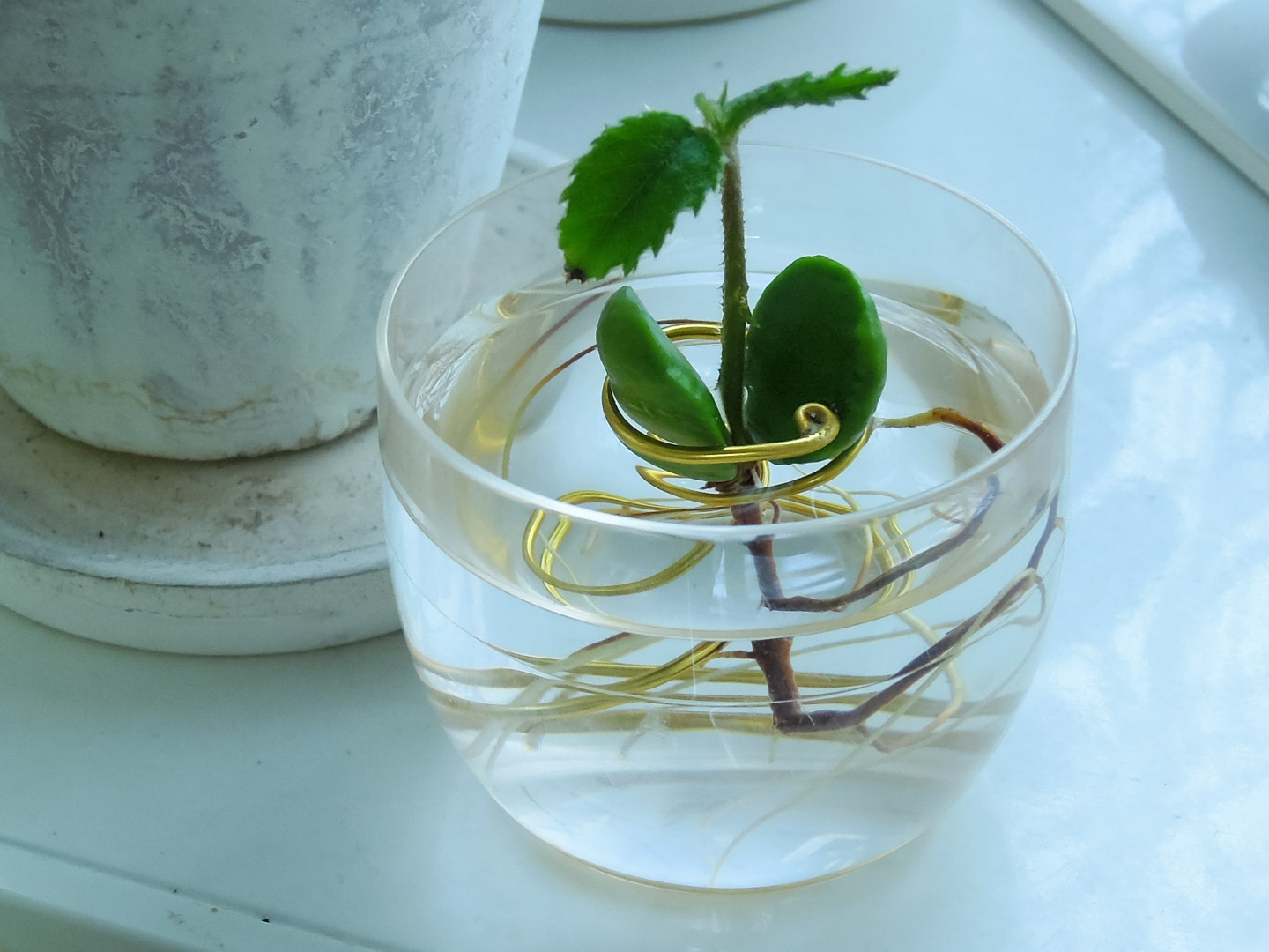 びわの種と『水耕栽培』 びわの種と『水耕栽培』