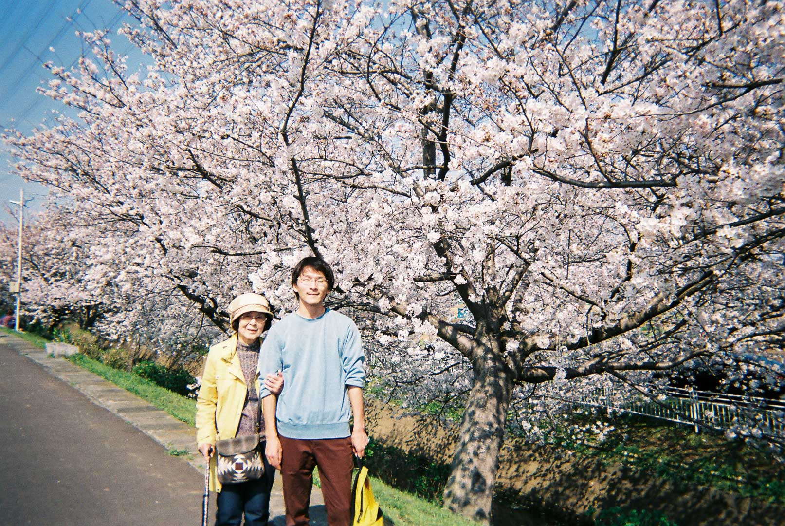 ばあちゃんとお花見に( 写ルンです ばあちゃんとお花見に( 写ルンです