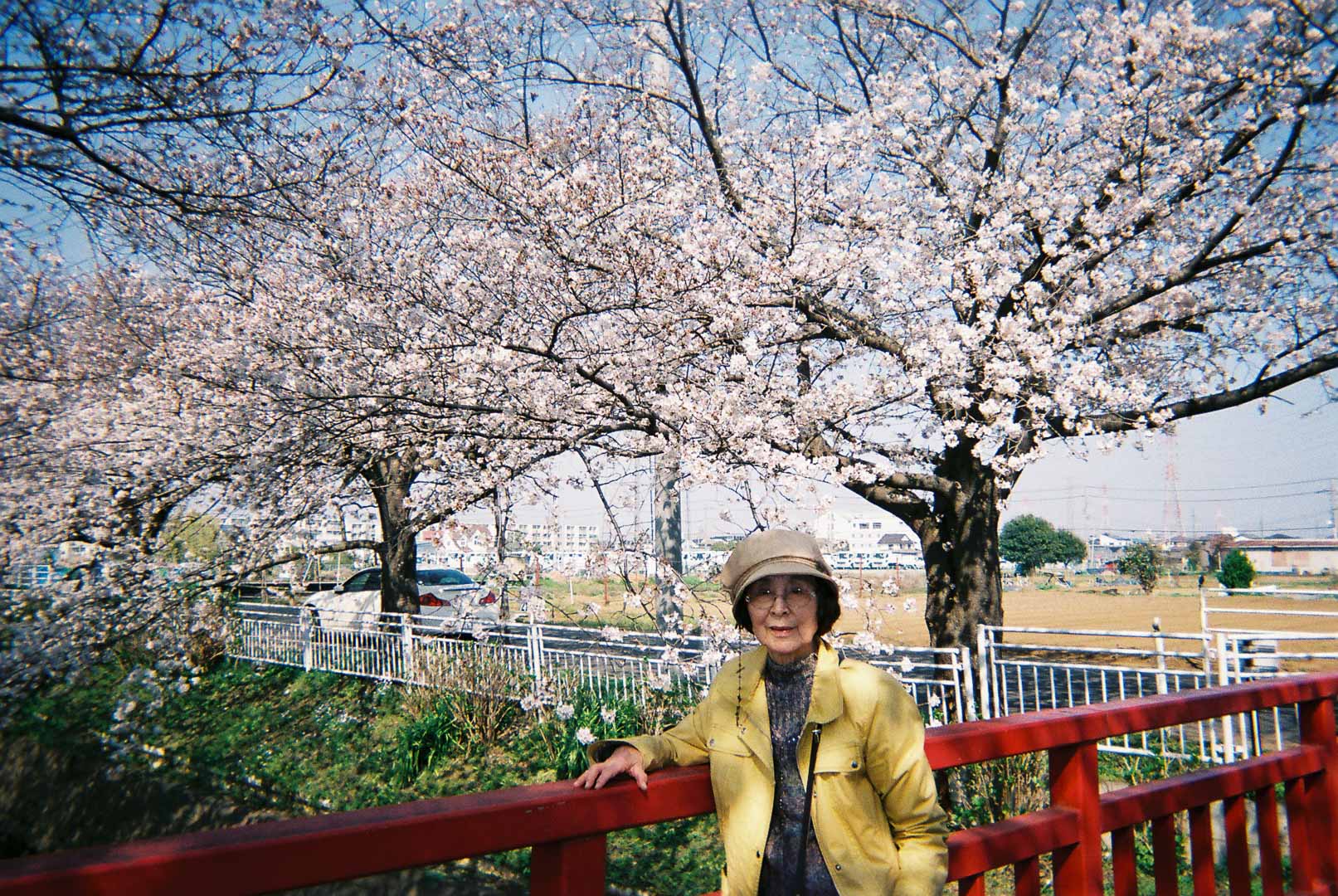 ばあちゃんとお花見に( 写ルンです ばあちゃんとお花見に( 写ルンです