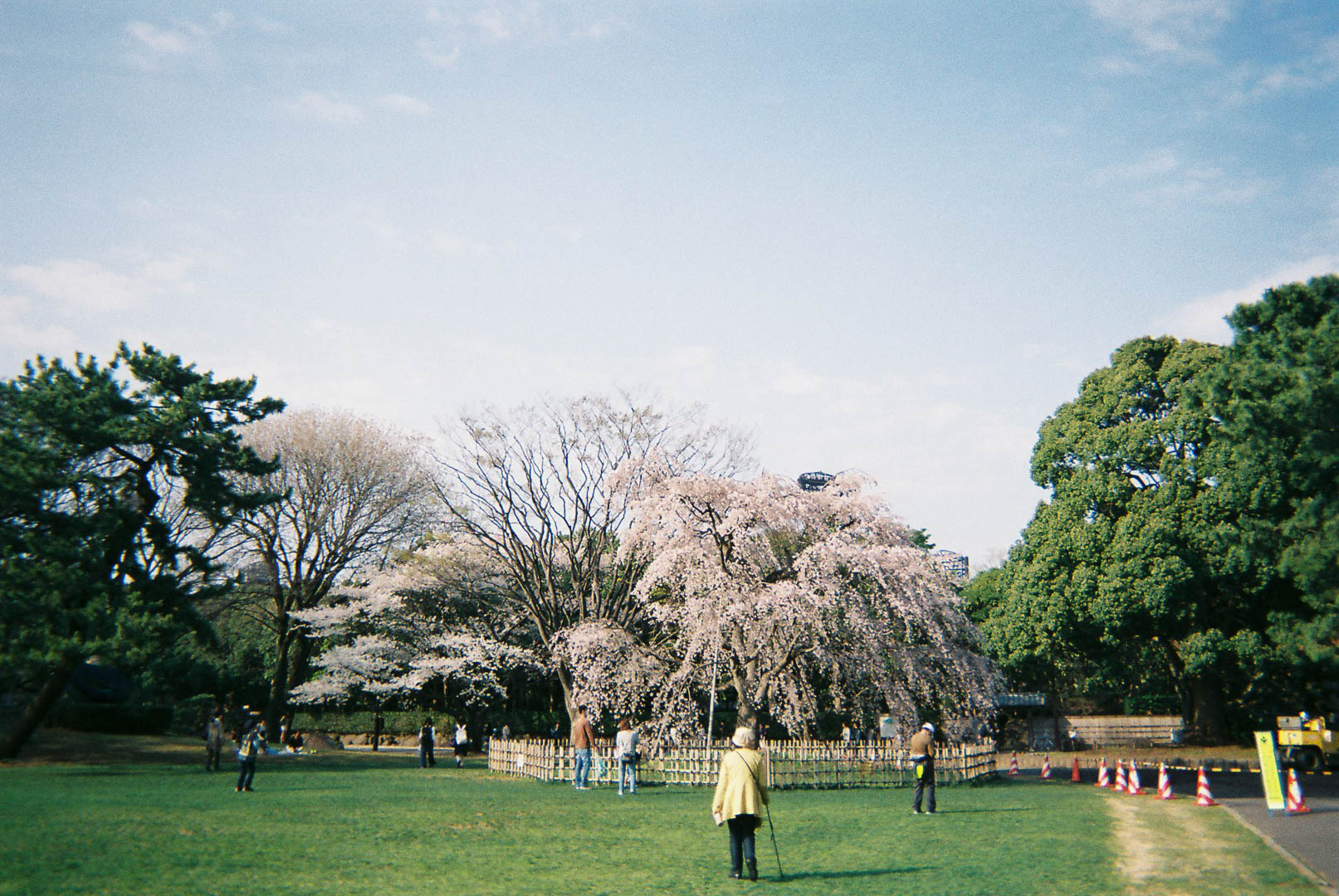 ばあちゃんとお花見に( 写ルンです ばあちゃんとお花見に( 写ルンです