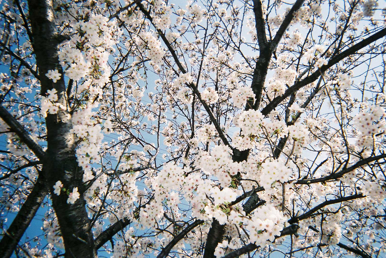 渋田川で桜を撮りました( 写ルンです 渋田川で桜を撮りました( 写ルンです