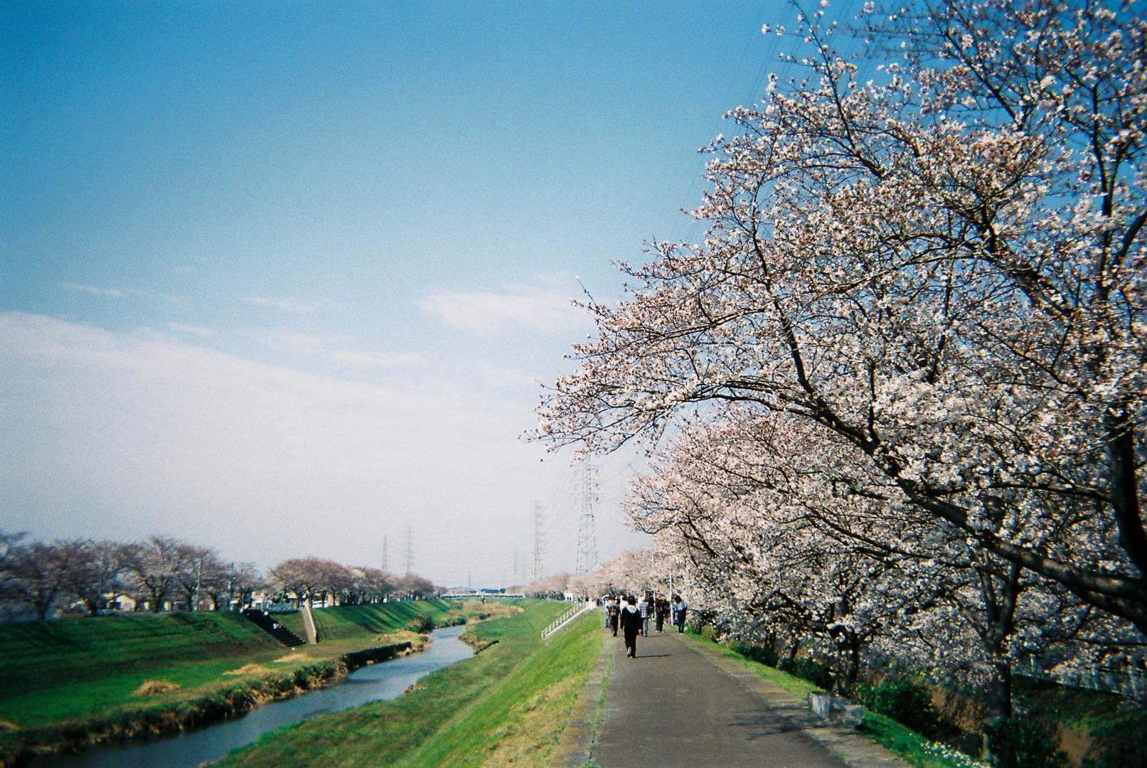 渋田川で桜を撮りました( 写ルンです 渋田川で桜を撮りました( 写ルンです
