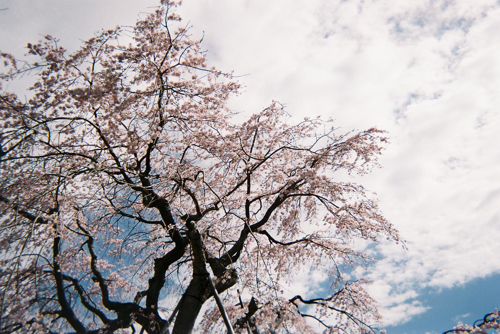 桜の写真を撮りました( 写ルンです 桜の写真を撮りました( 写ルンです