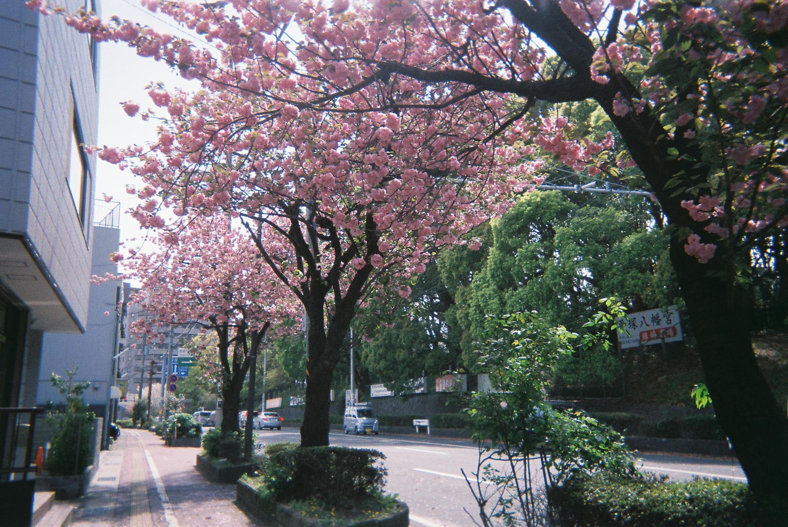桜の写真を撮りました( 写ルンです 桜の写真を撮りました( 写ルンです