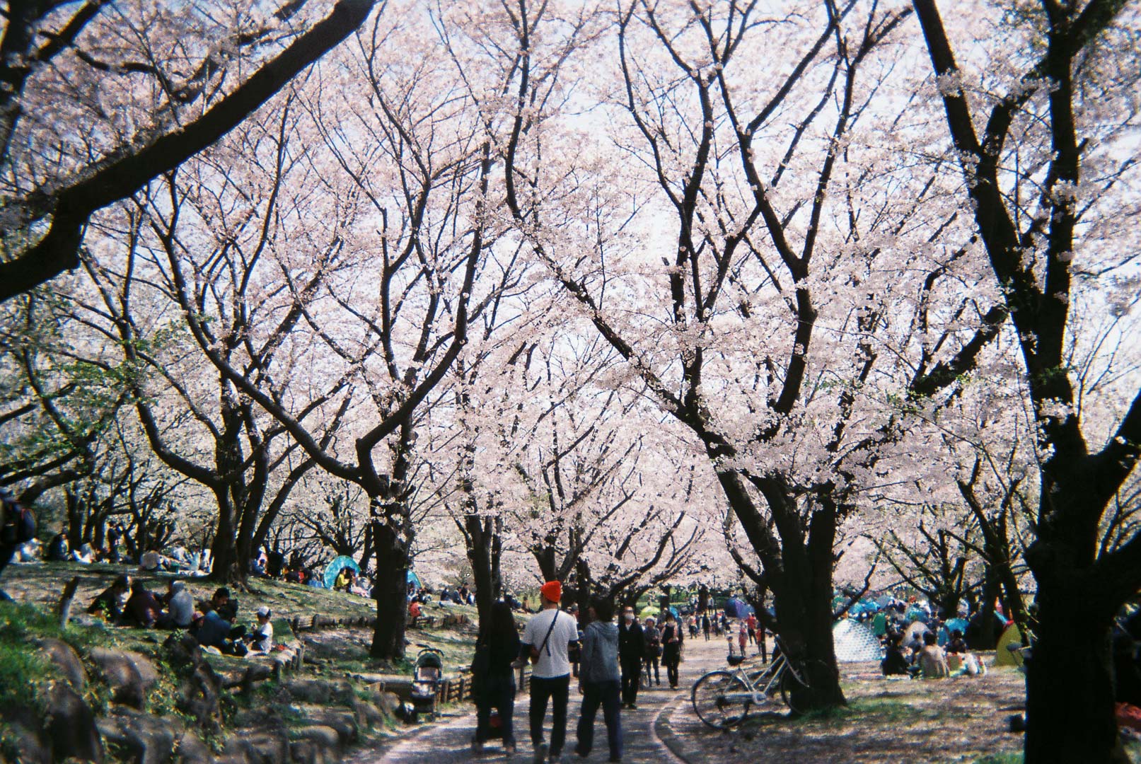 桜の写真を撮りました( 写ルンです 桜の写真を撮りました( 写ルンです