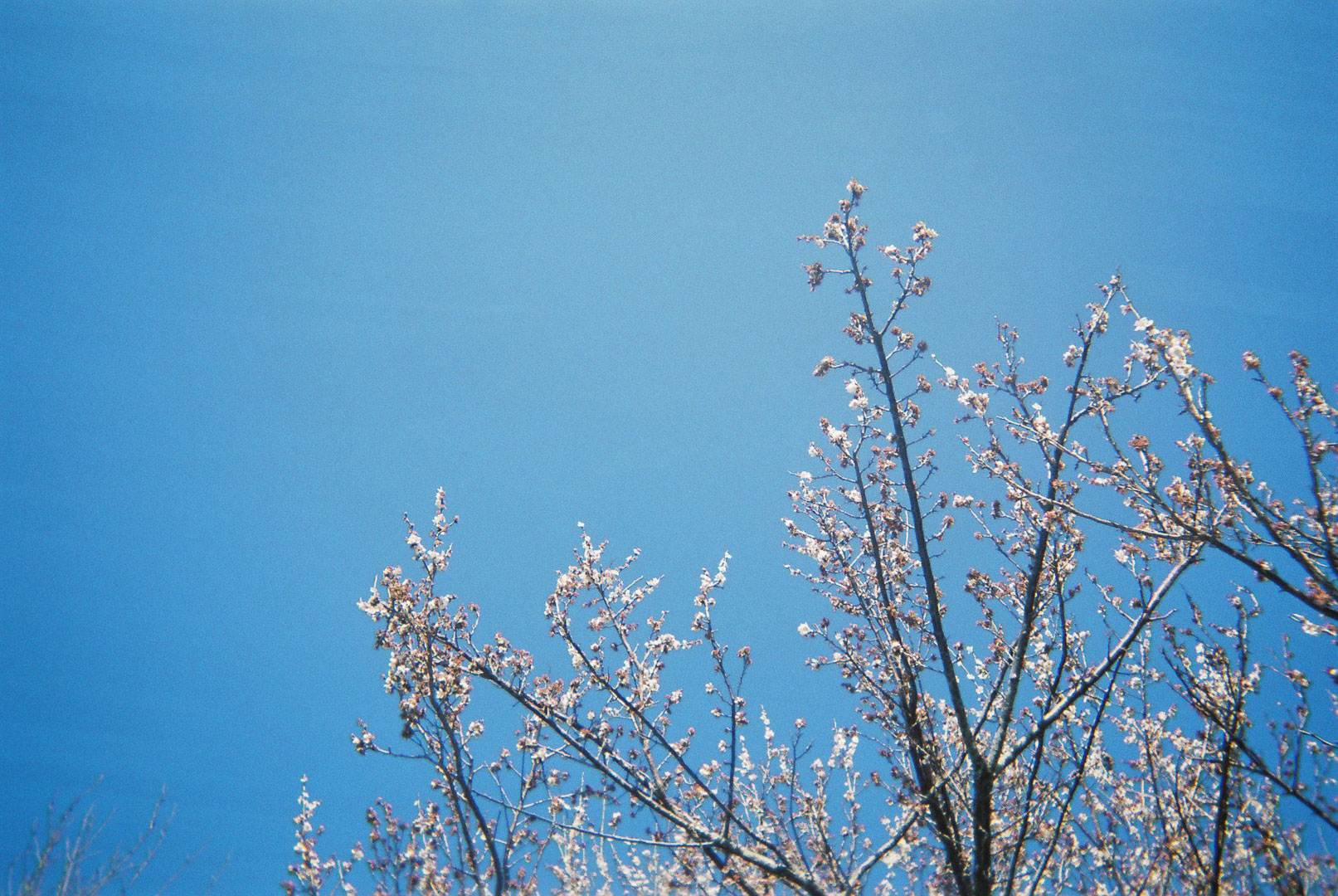 桜の写真を撮りました( 写ルンです 桜の写真を撮りました( 写ルンです