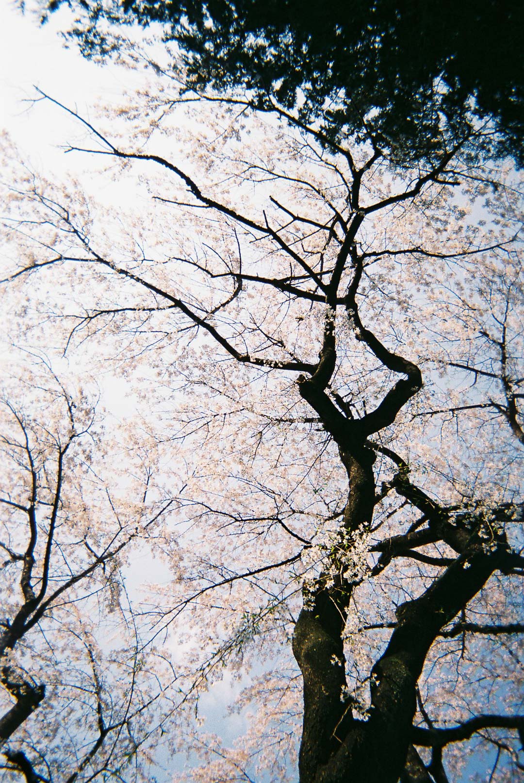 桜の写真を撮りました( 写ルンです 桜の写真を撮りました( 写ルンです