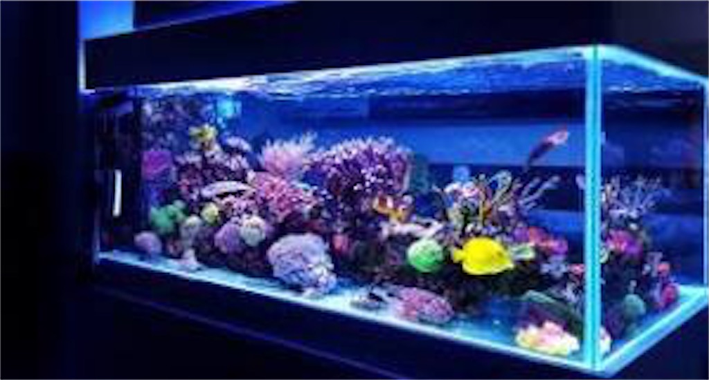 f:id:minorusouta:20200314111218j:image