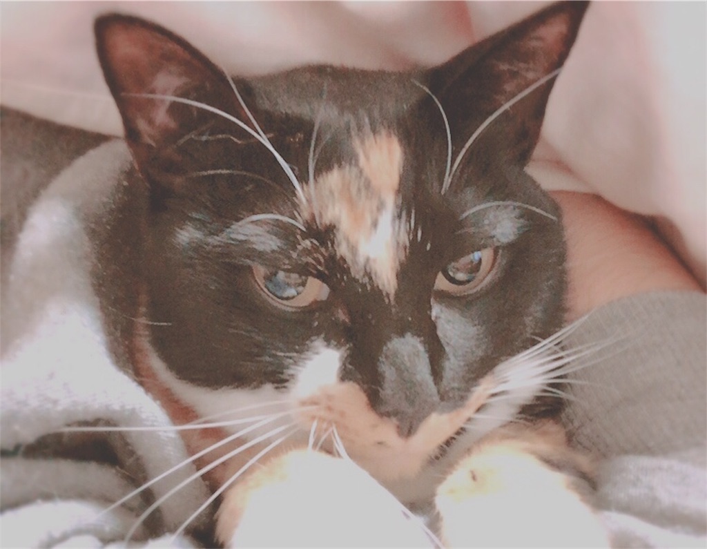 f:id:minotuma:20190306171631j:image f:id:minotuma:20190306171631j:image